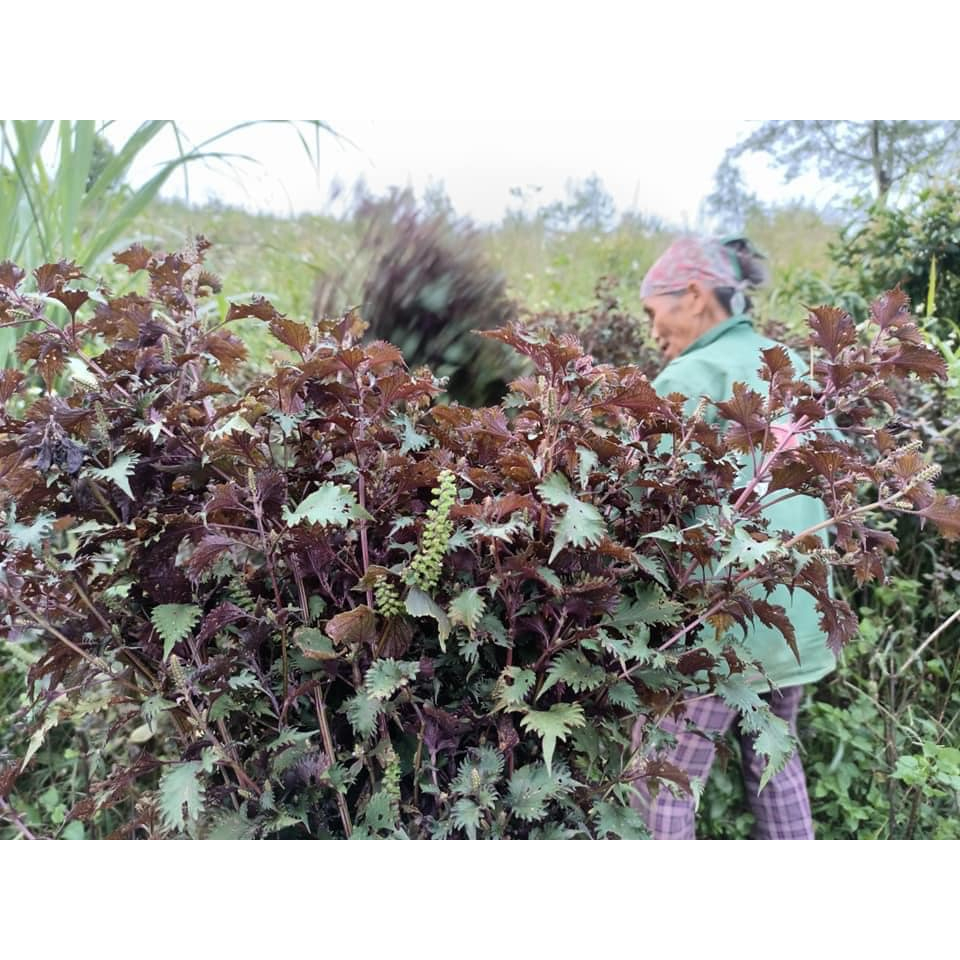 Toner tía tô nguyên chất Holistic Healing