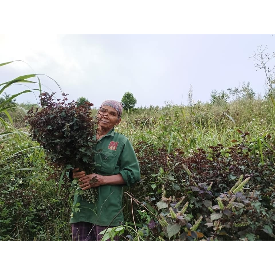 Toner tía tô nguyên chất Holistic Healing