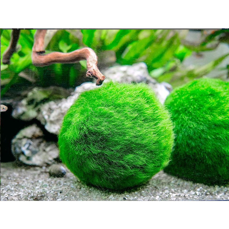 Tảo Cầu Rêu May Mắn Nhật Bản Marimo Moss Ball - Trang Trí Bể Thủy Sinh