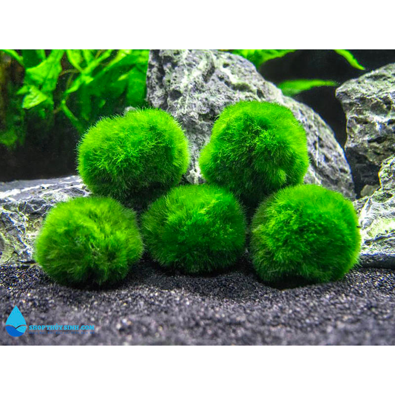 Tảo Cầu Rêu May Mắn Nhật Bản Marimo Moss Ball - Trang Trí Bể Thủy Sinh