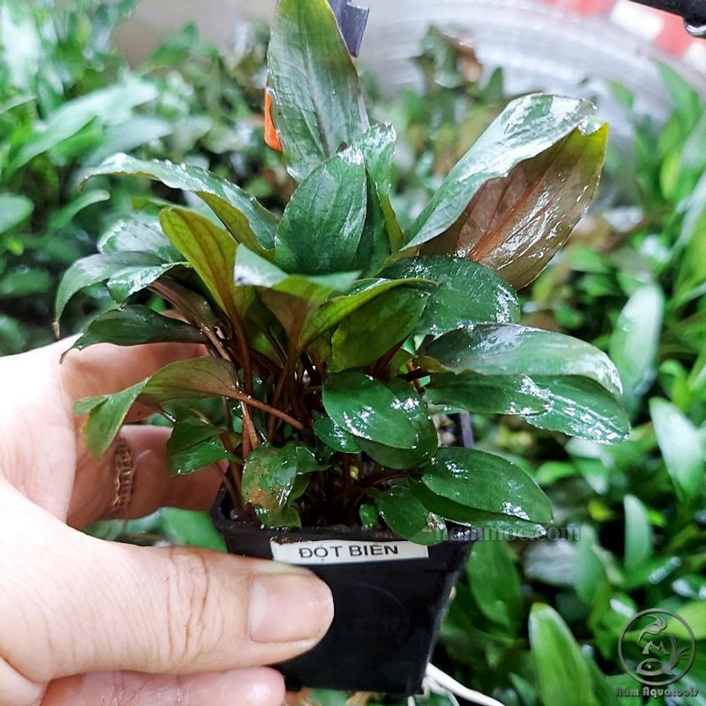 Tiêu Thảo Đột Biến Loại Cây Thủy Sinh Trồng Trung Cảnh Và Hậu Cảnh