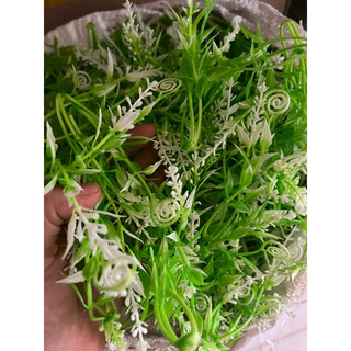 100g cỏ điểm nhựa móc câu