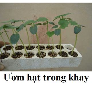 HẠT GIỐNG DƯA LƯỚI VỎ VÀNG 10 hạt