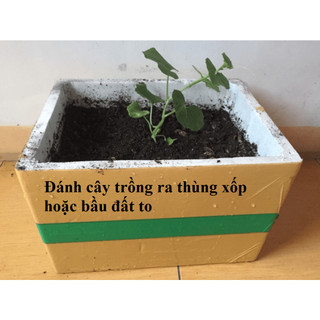 HẠT GIỐNG DƯA LƯỚI VỎ VÀNG 10 hạt