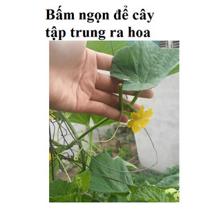 HẠT GIỐNG DƯA LƯỚI VỎ VÀNG 10 hạt