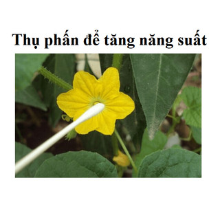 HẠT GIỐNG DƯA LƯỚI VỎ VÀNG 10 hạt