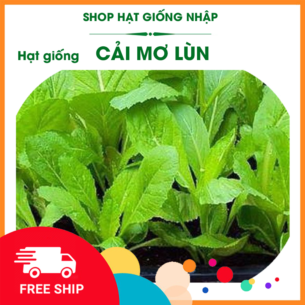 Hạt Giống Cải Mơ Lùn 20g