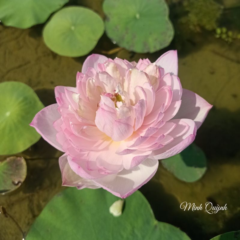 Củ sen mini Emily Camelia