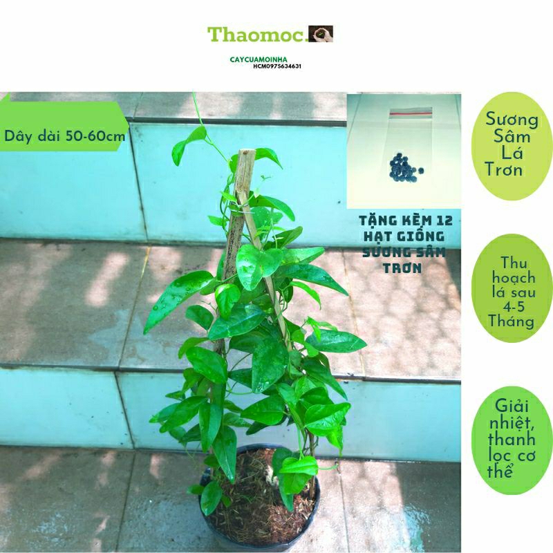 Cây Sương Sâm(tặng kèm 12 hạt giống ssâm trơn 1-15/10)Sương Sâm Lá Trơn (Dây dài50-60cm)Giúp Thanh Nhiệt Cơ Thể