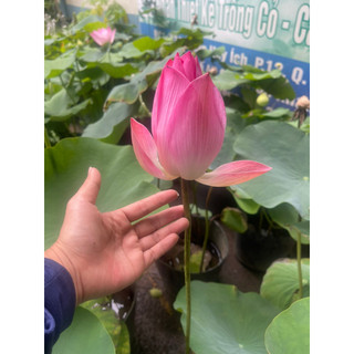 Chậu cây hoa Sen Ta rất thơm và siêng bông