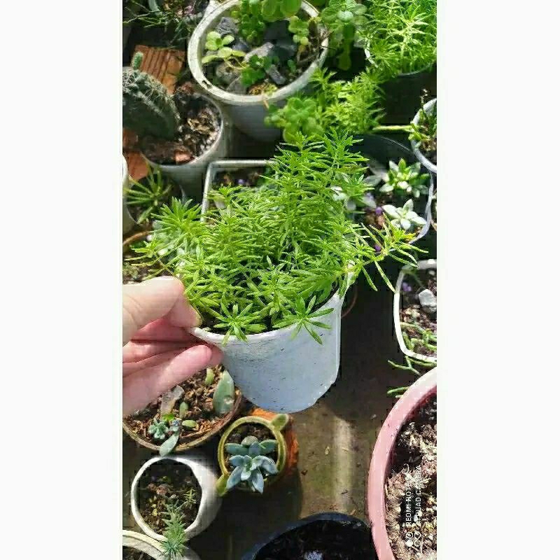 Cây hoa mười giờ Mỹ