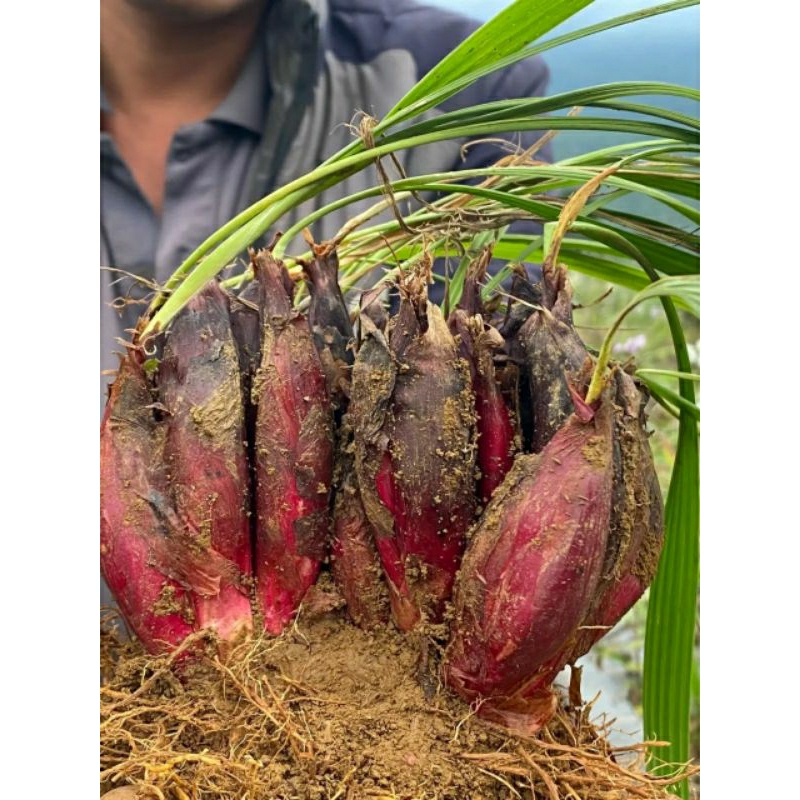 Sâm đại hành 2kg