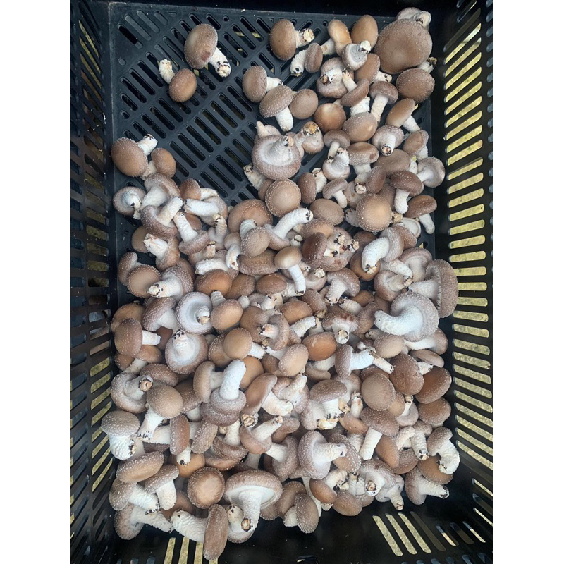 Nấm Hương hữu cơ Đà Lạt