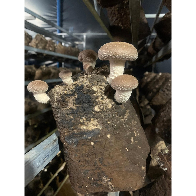 Nấm Hương hữu cơ Đà Lạt