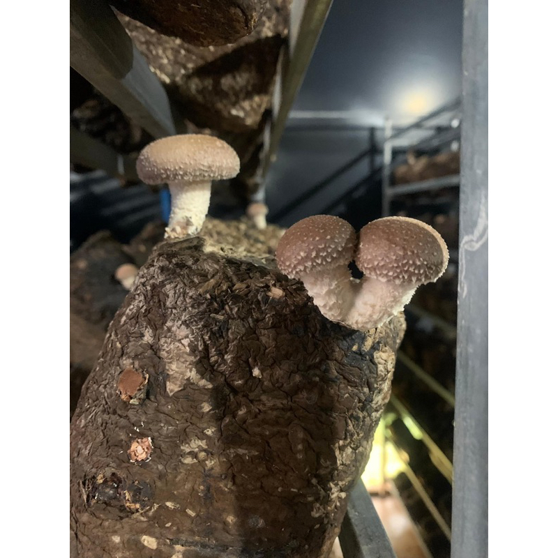 Nấm Hương hữu cơ Đà Lạt