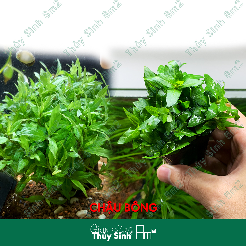 Cây Rau Răm, Cây Rau Thơm Thủy Sinh Tiền Cảnh, Cắt Cắm | 8m2
