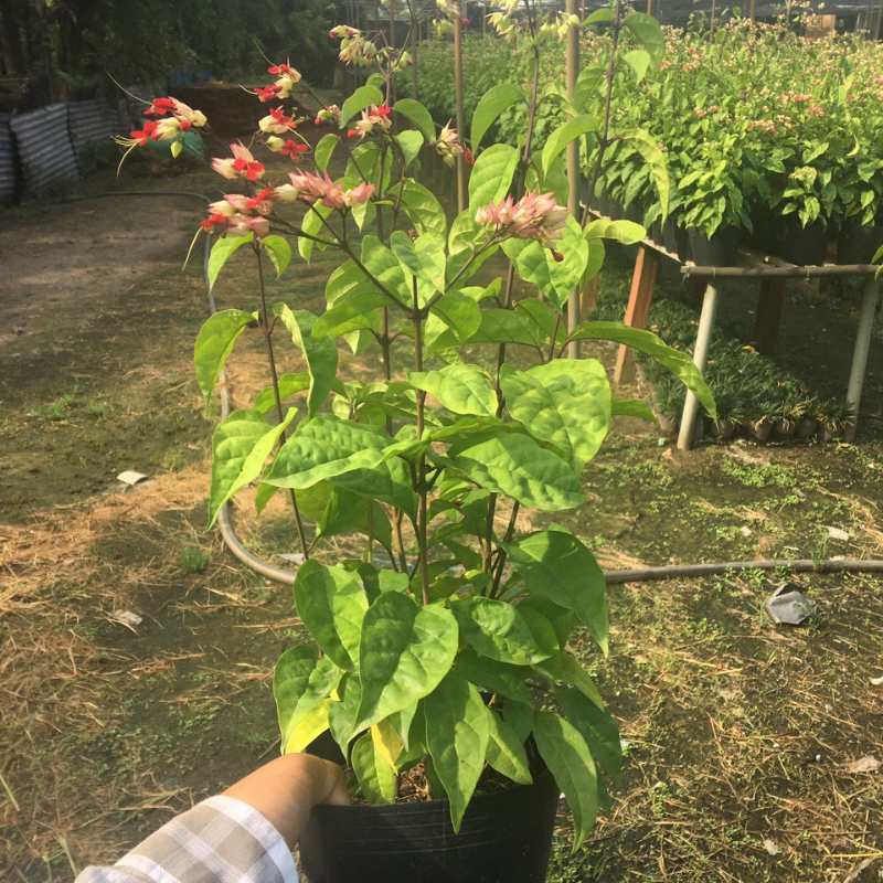 Ngọc Nữ trồng bầu C8 cây cao khoảng 45-50 cm cây phù hợp trồng ban công, sân vườn, biệt thự rất đẹp.