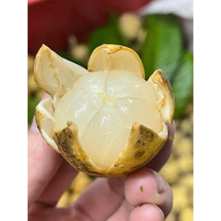 HCM Free Ship - 0.5kg Bòn Bon Thái Lan Chính Gốc Loại Vip Siêu Ngọt Thơm Ngon