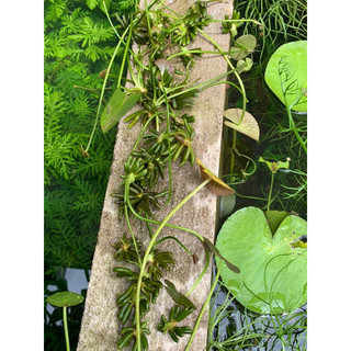 Cây Chang Chuối thủy sinh
