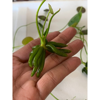 Cây Chang Chuối thủy sinh