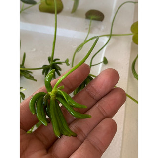 Cây Chang Chuối thủy sinh