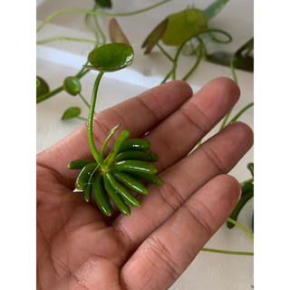 Cây Chang Chuối thủy sinh