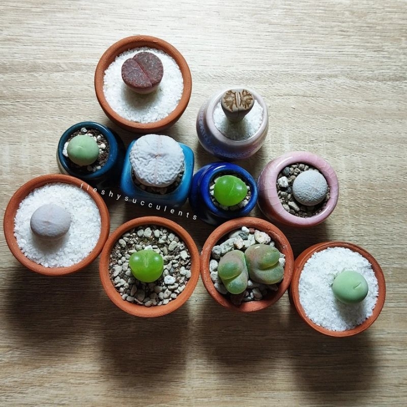 Sen đá cono táo conophytum răng sữa tai thỏ mập mạp đáng yêu