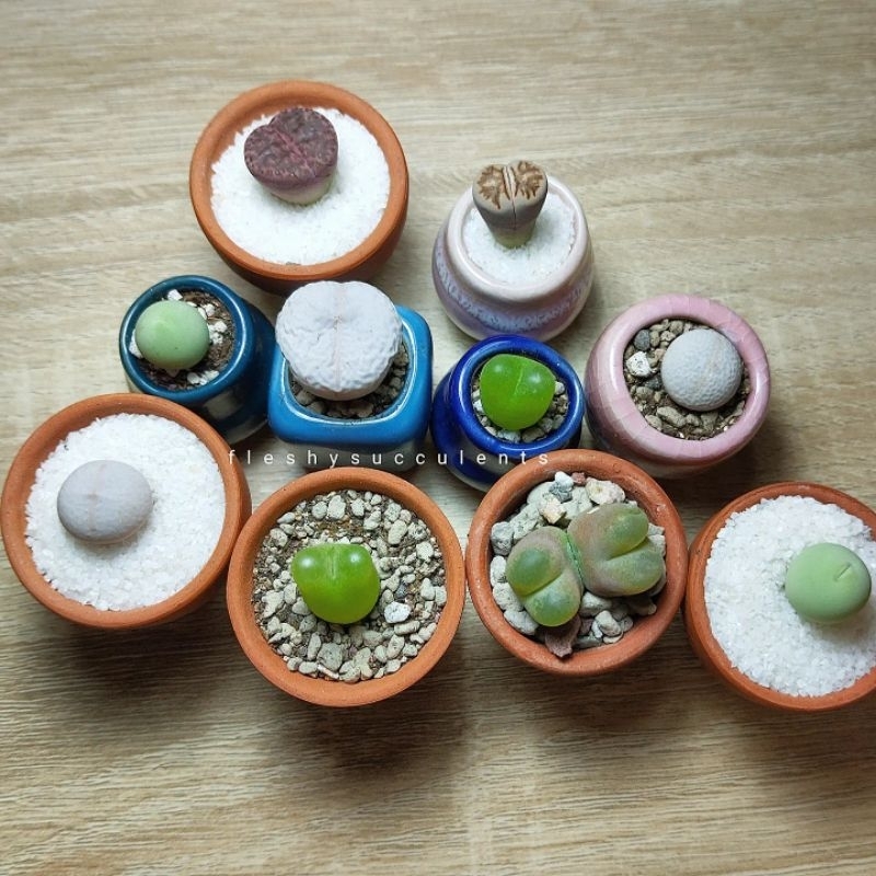 Sen đá cono táo conophytum răng sữa tai thỏ mập mạp đáng yêu
