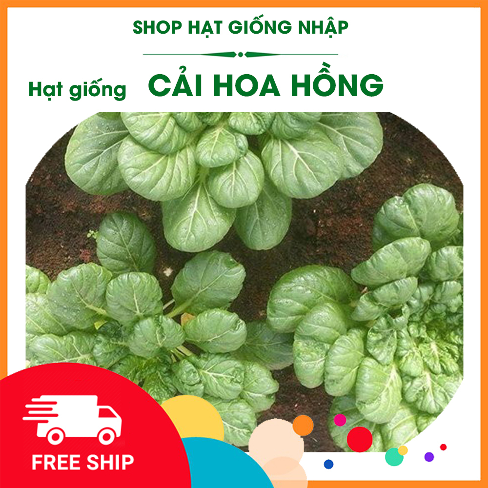 Hạt Giống Cải Hoa Hồng - Đẹp, Ngon, Năng Suất