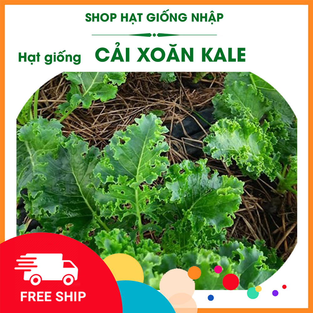 Hạt Giống Cải Xoăn KALE dễ trồng dễ chăm sóc - Năng xuất cao