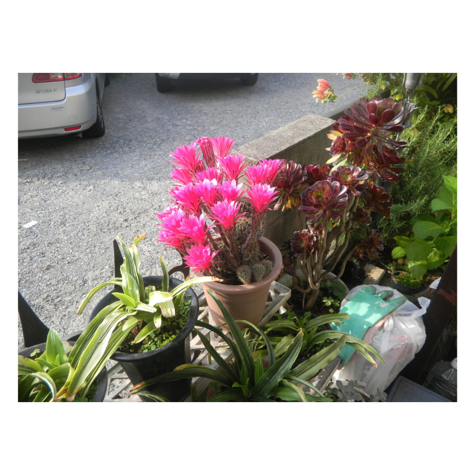 Máy ảnh kts Nikon S1000PJ