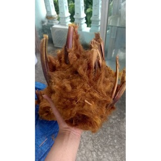 Cẩu tích( lông cu li khô )
