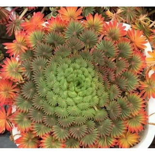 Củ hoa oxalis cọ
