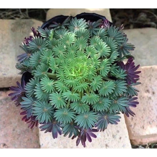 củ hoa oxalis cọ