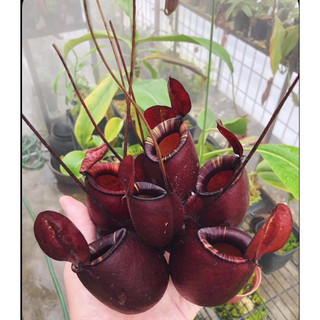 hạt giống cây nắp ấm