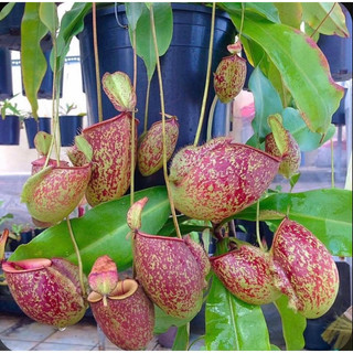 hạt giống cây nắp ấm