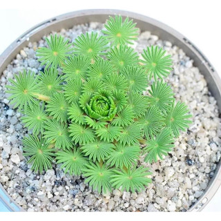 củ hoa oxalis cọ