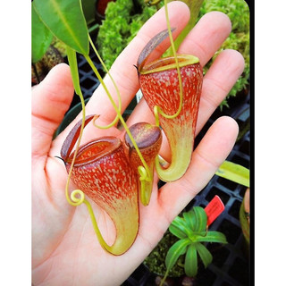 hạt giống cây nắp ấm