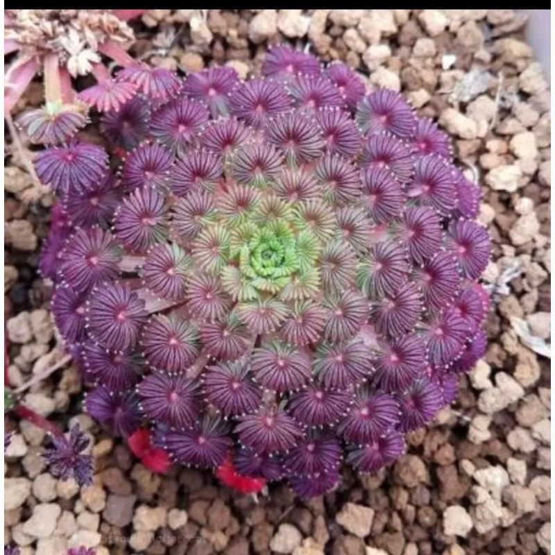 Củ hoa oxalis cọ