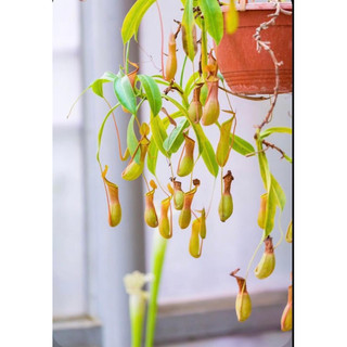 hạt giống cây nắp ấm