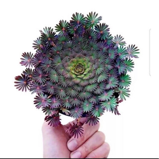 củ hoa oxalis cọ