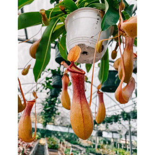 hạt giống cây nắp ấm