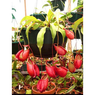 hạt giống cây nắp ấm