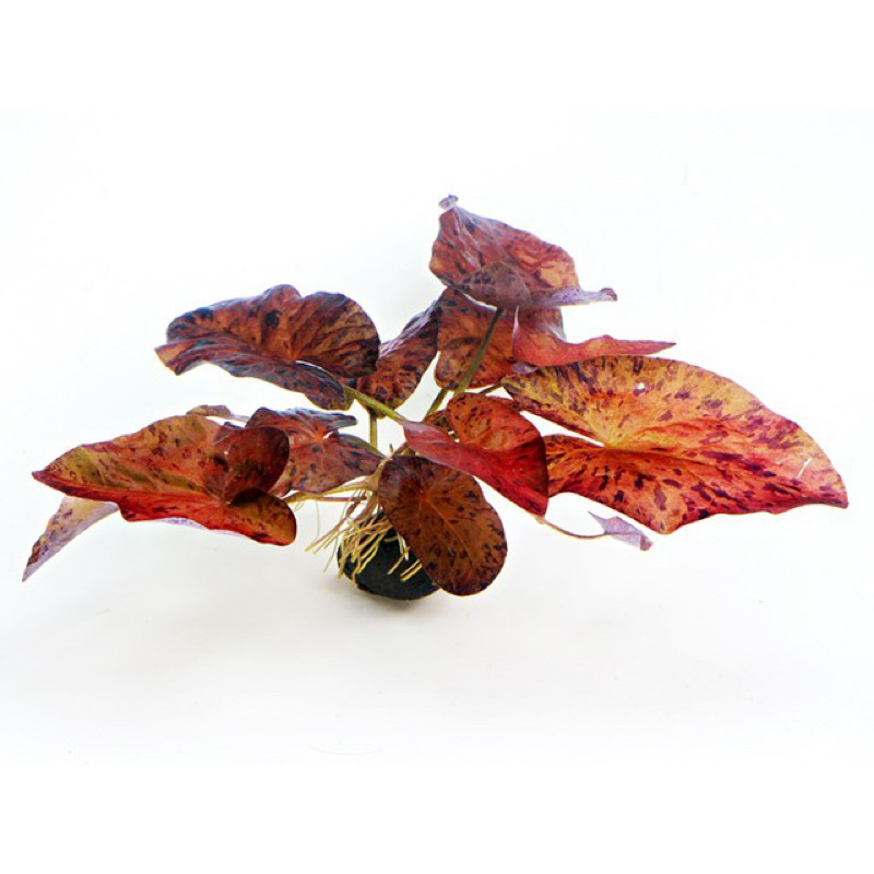 CÂY SÚNG XÁC PHÁO THỦY SINH-40k/ 1 CÂY