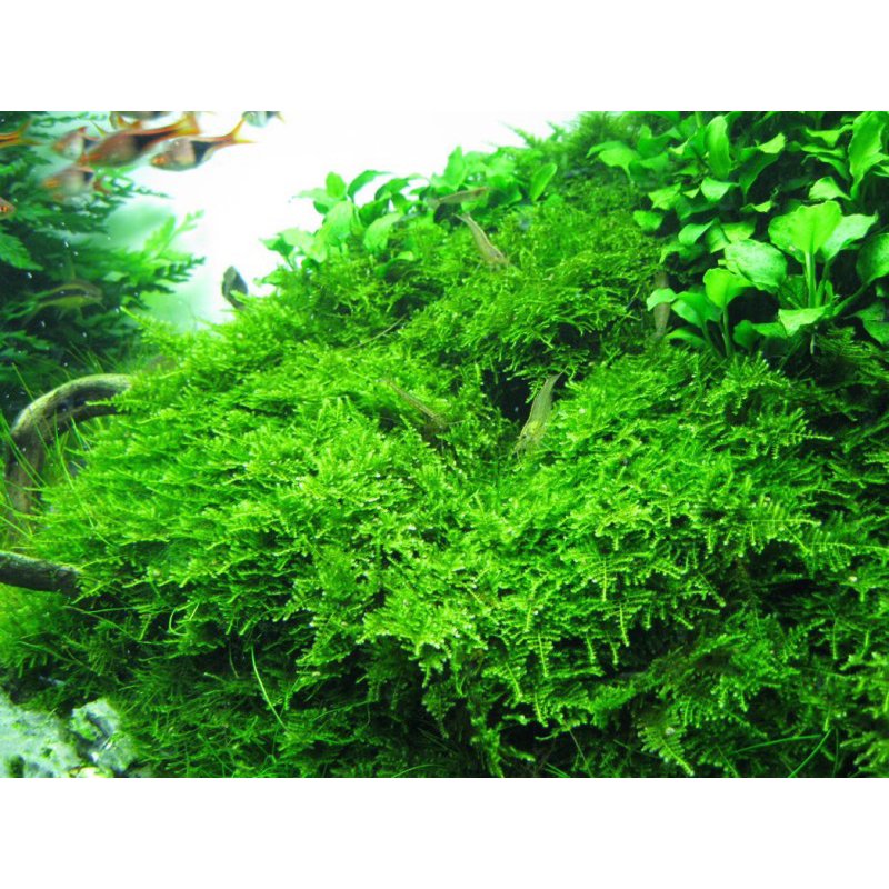 RÊU XMAS THỦY SINH-55K/ 1PHẦN