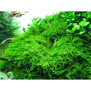 RÊU XMAS THỦY SINH-55K/ 1PHẦN(1TẤT)