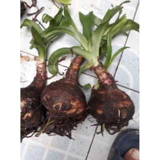 5 củ trinh nữ hoàng cung (củ vừa như hình 2)