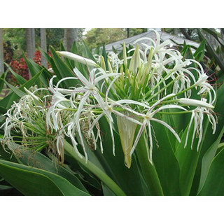 5 củ trinh nữ hoàng cung