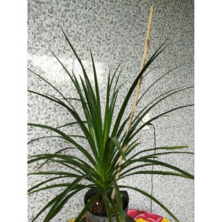 Chậu cây phát tài núi ( cao 50-70cm )
