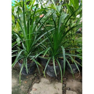 Chậu cây phát tài núi ( cao 50-70cm )